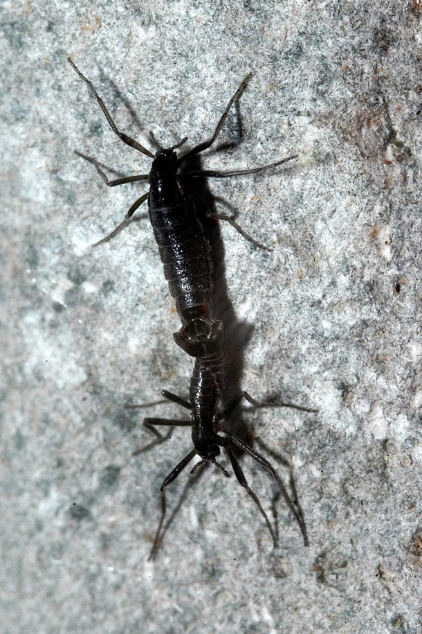 Belgica antarctica (Belgica antarctica)