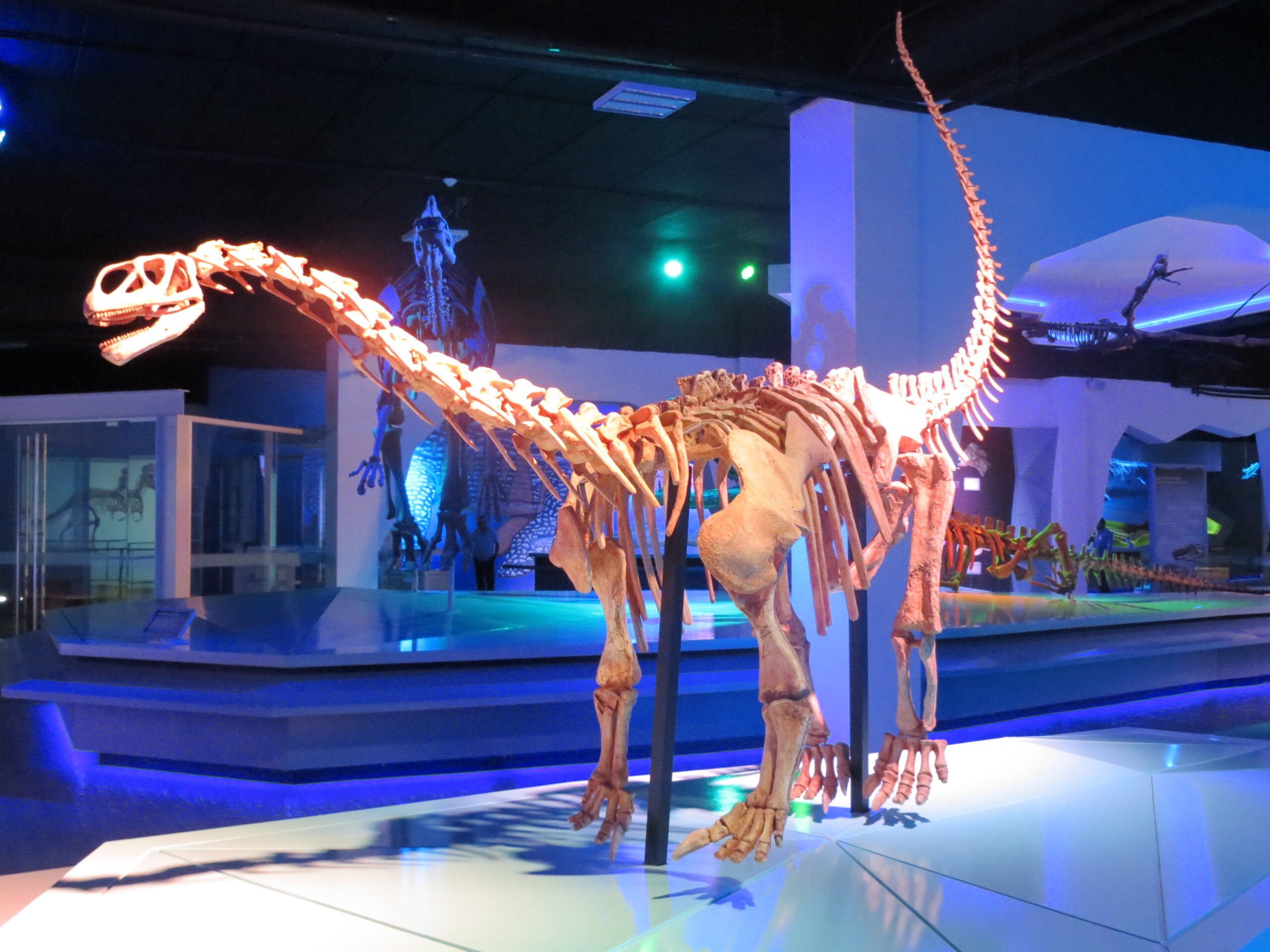 Bellusaurus