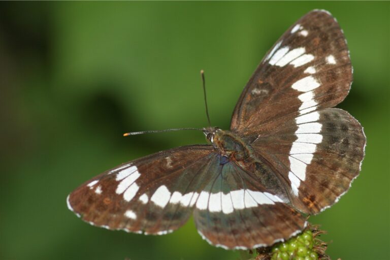 bělopásek dvouřadý (Limenitis camilla)