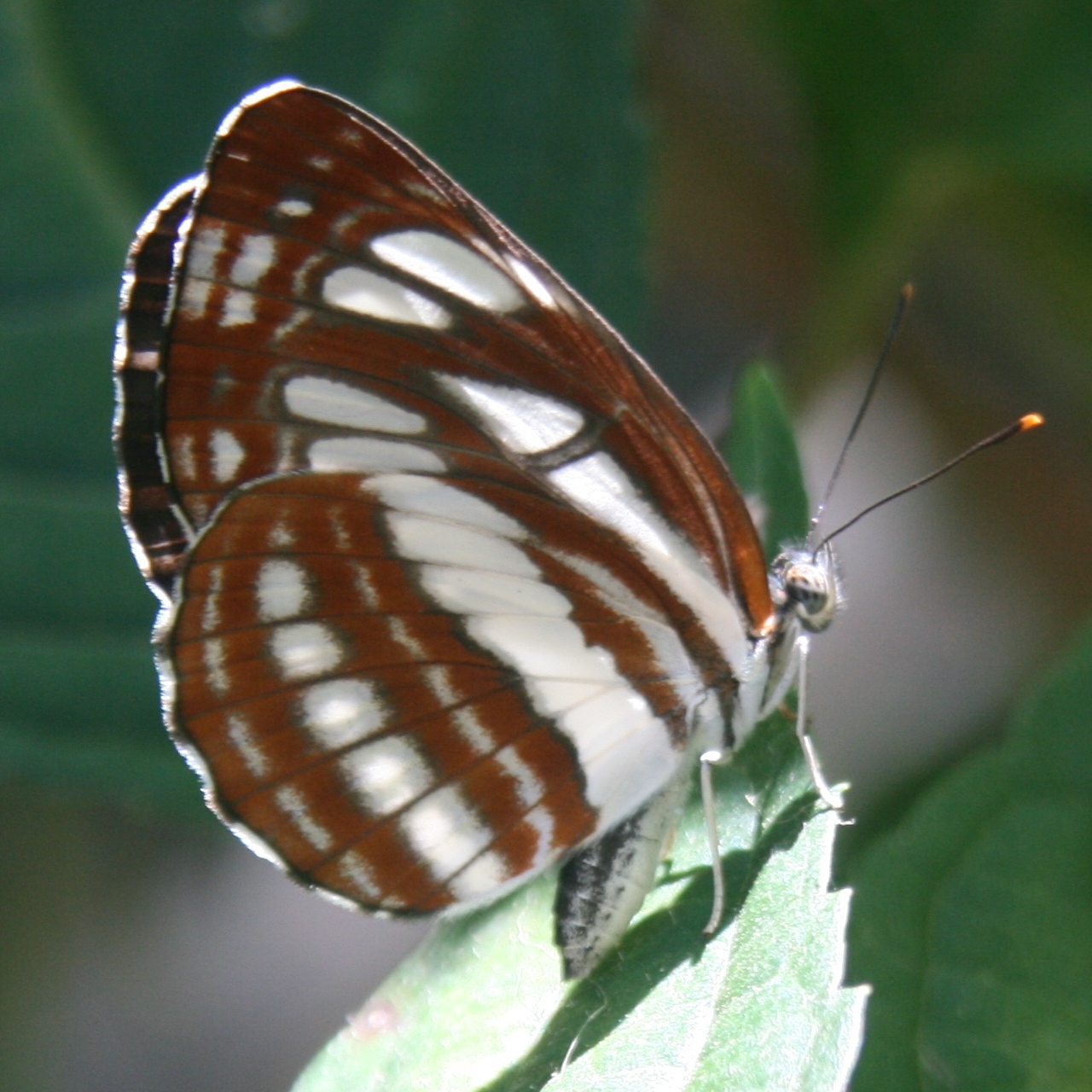 bělopásek hrachorový (Neptis sappho)