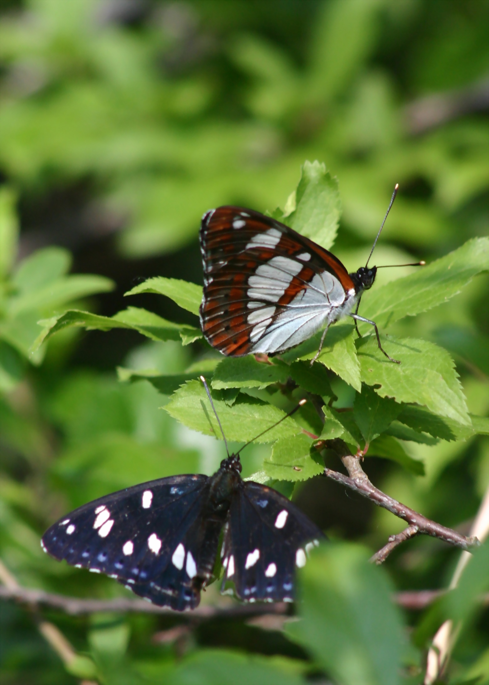 bělopásek jednořadý (Limenitis reducta)