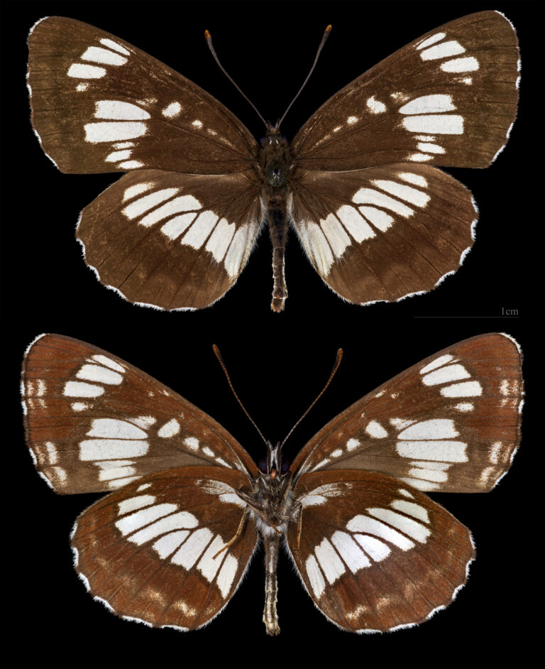 bělopásek tavolníkový (Neptis rivularis)