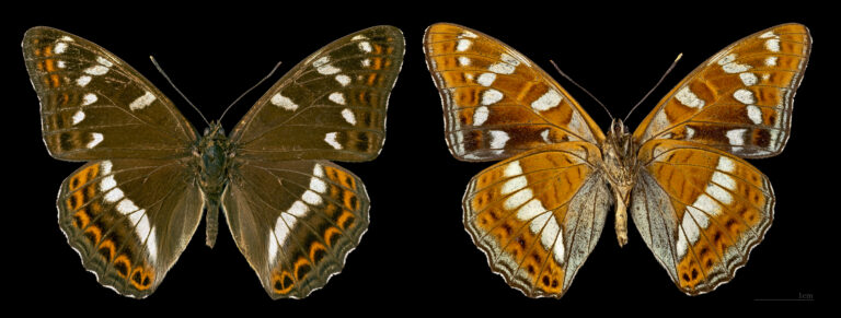 bělopásek topolový (Limenitis populi)