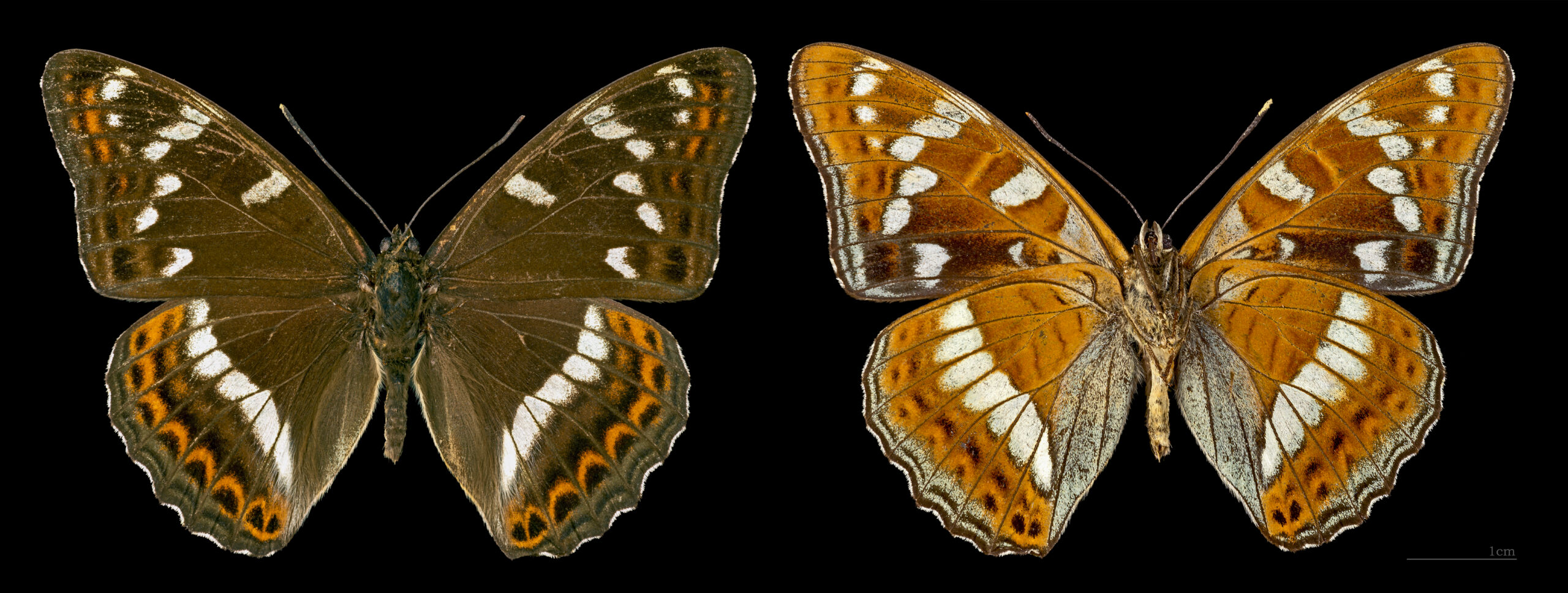 bělopásek topolový (Limenitis populi)