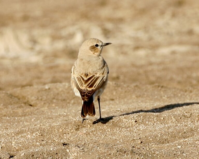 bělořit plavý (Oenanthe isabellina)