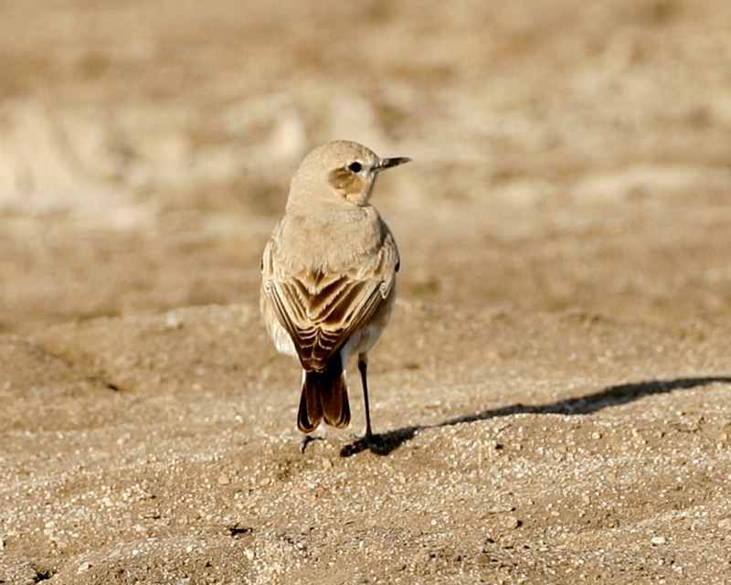bělořit plavý (Oenanthe isabellina)