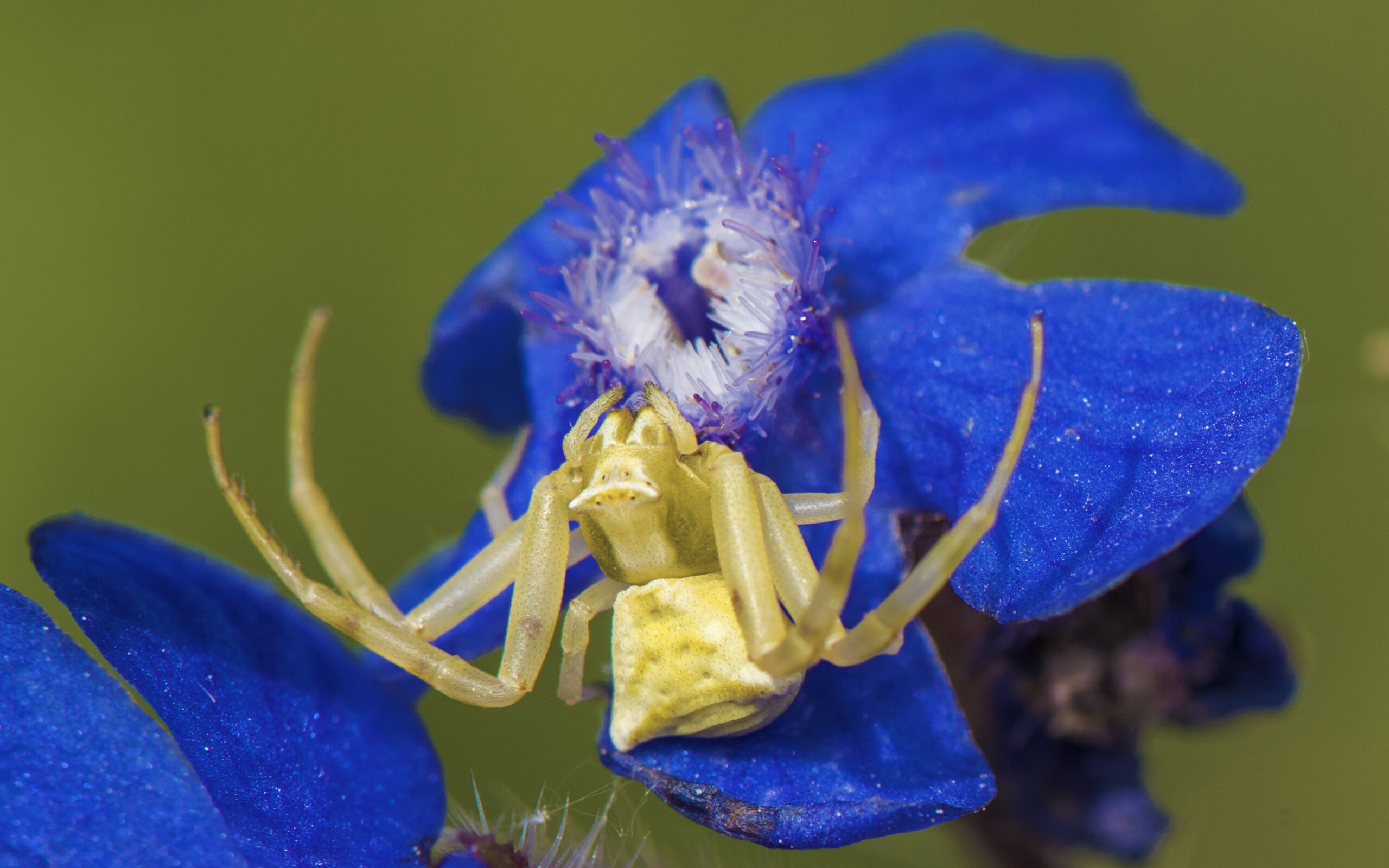 běžník květomilný (Thomisus onustus)