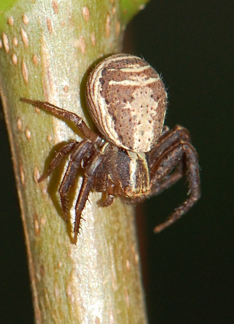 Běžník mokřadní (Xysticus ulmi)