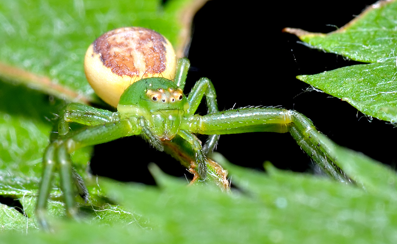 běžník zelený (Diaea dorsata)