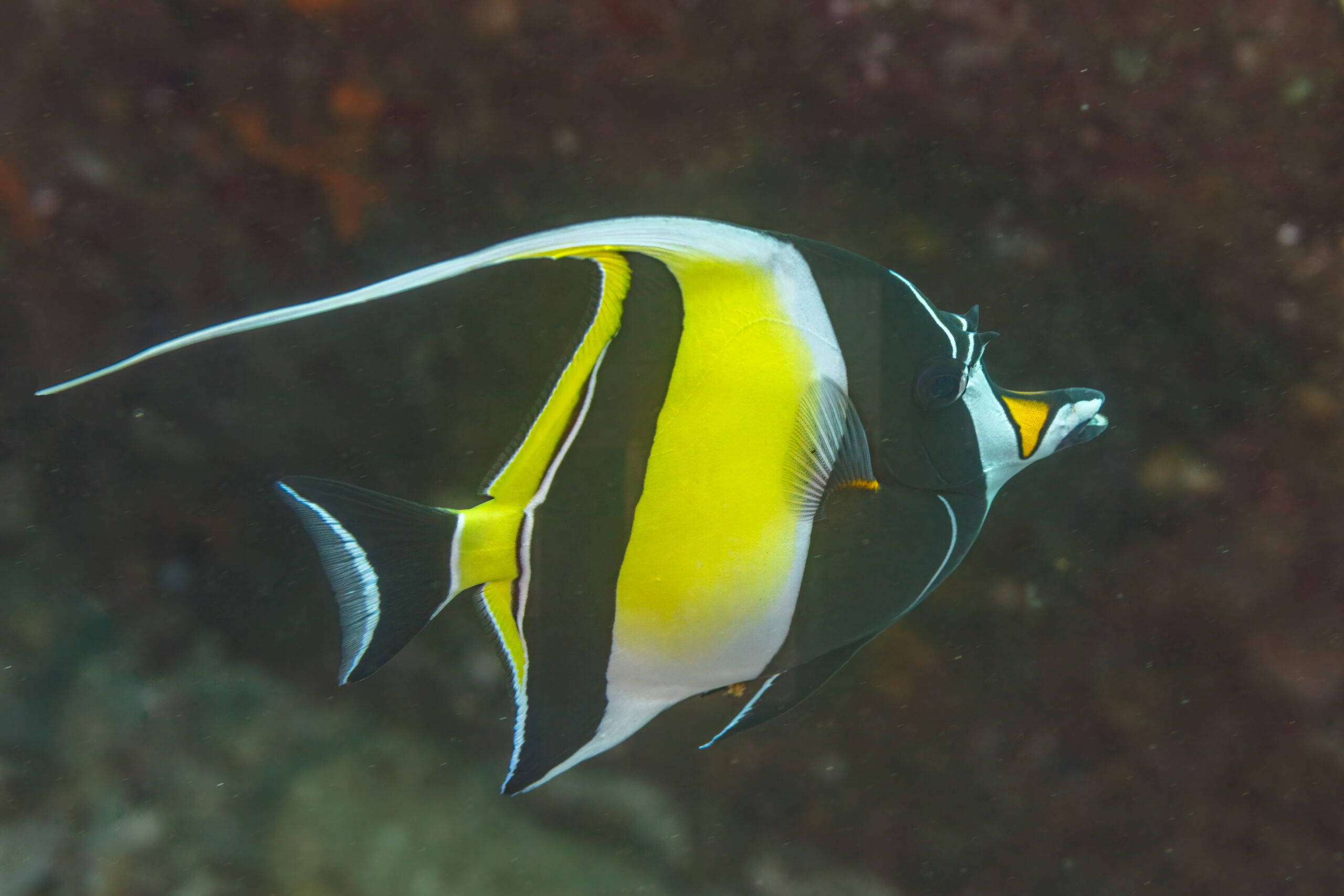 bičonoš zobanovitý (Zanclus cornutus)