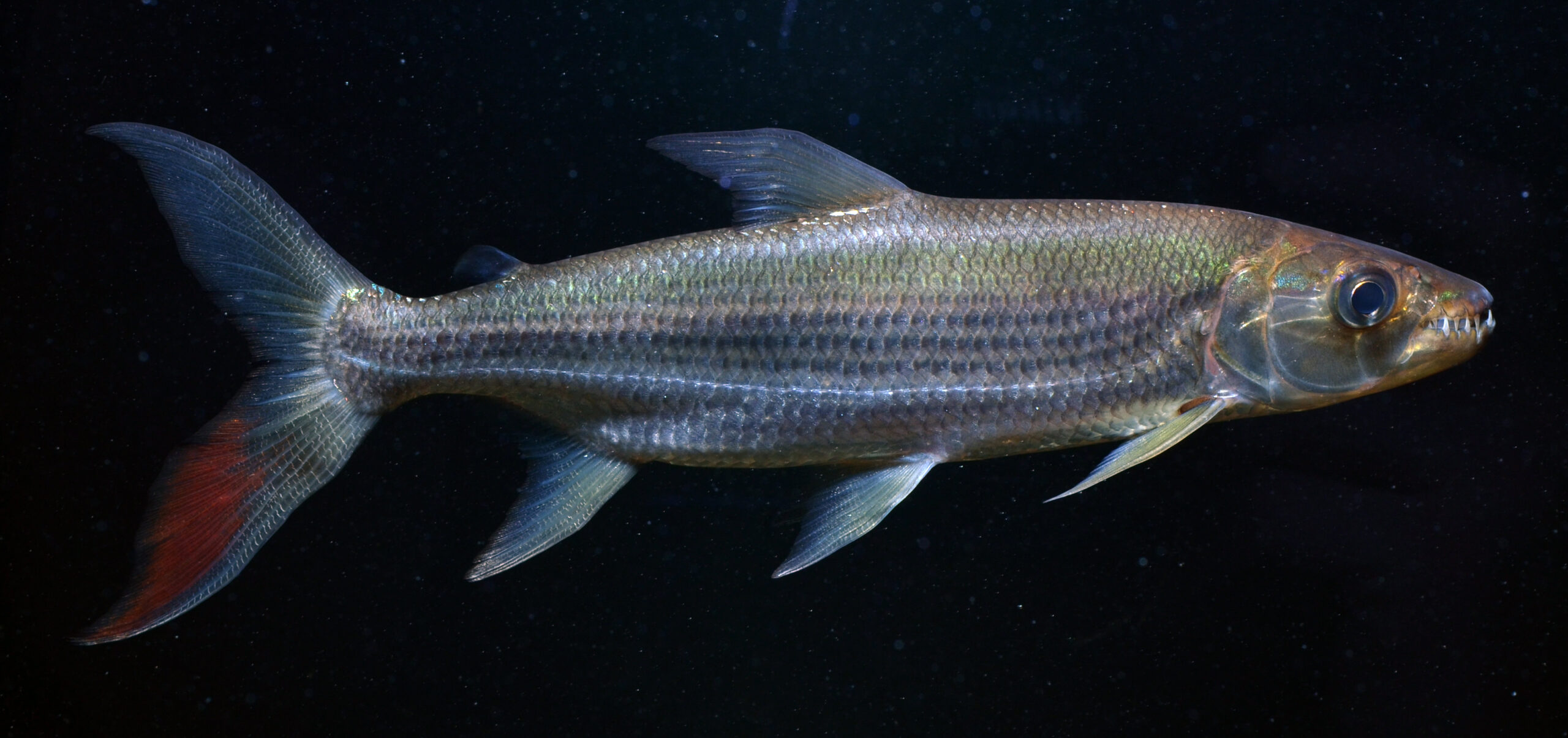 binga tygří (Hydrocynus goliath)