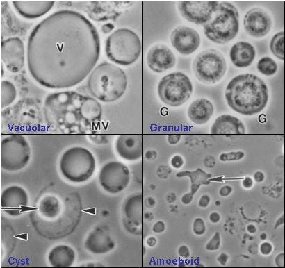 Blastocystis (Blastocystis)