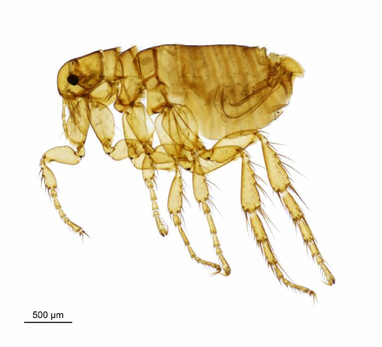 blecha ježčí (Archaeopsylla erinacei)