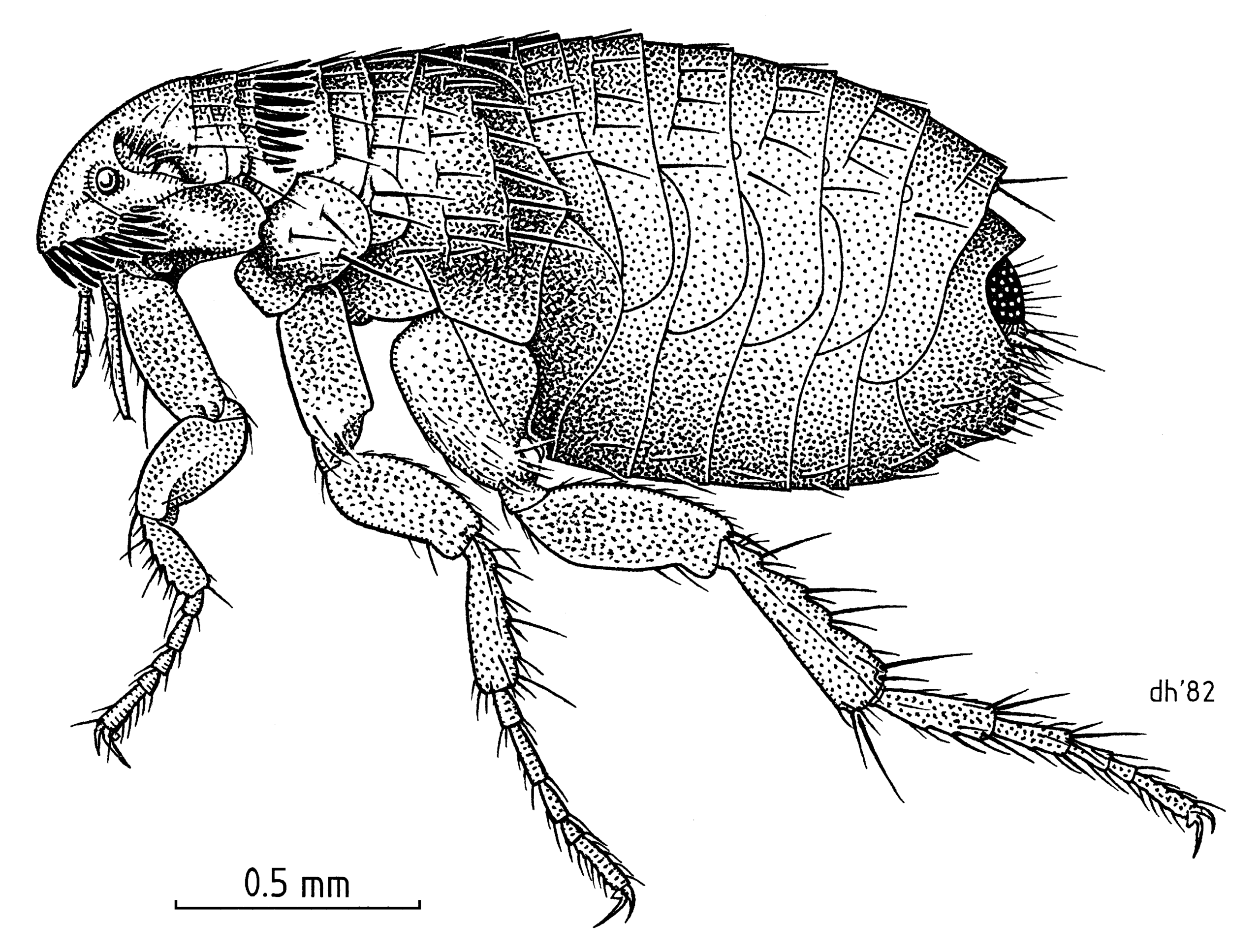 blecha kočičí (Ctenocephalides felis)