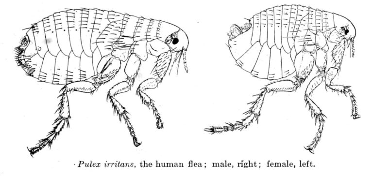 blecha obecná (Pulex irritans)