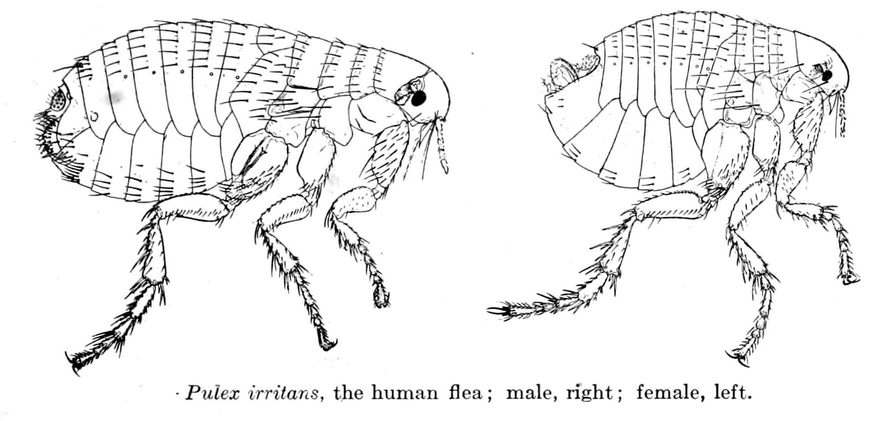 blecha obecná (Pulex irritans)
