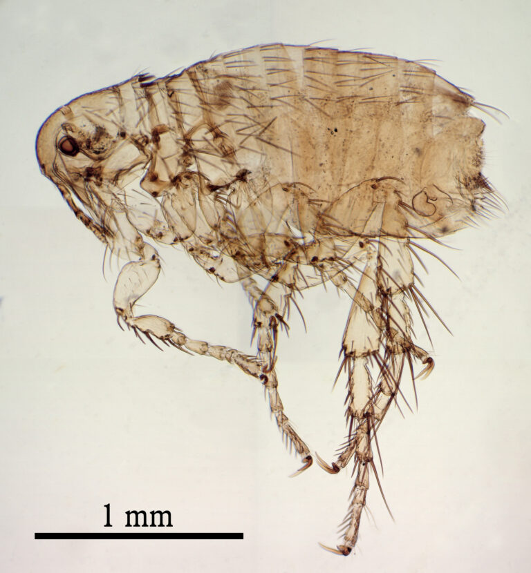 blecha psí (Ctenocephalides canis)