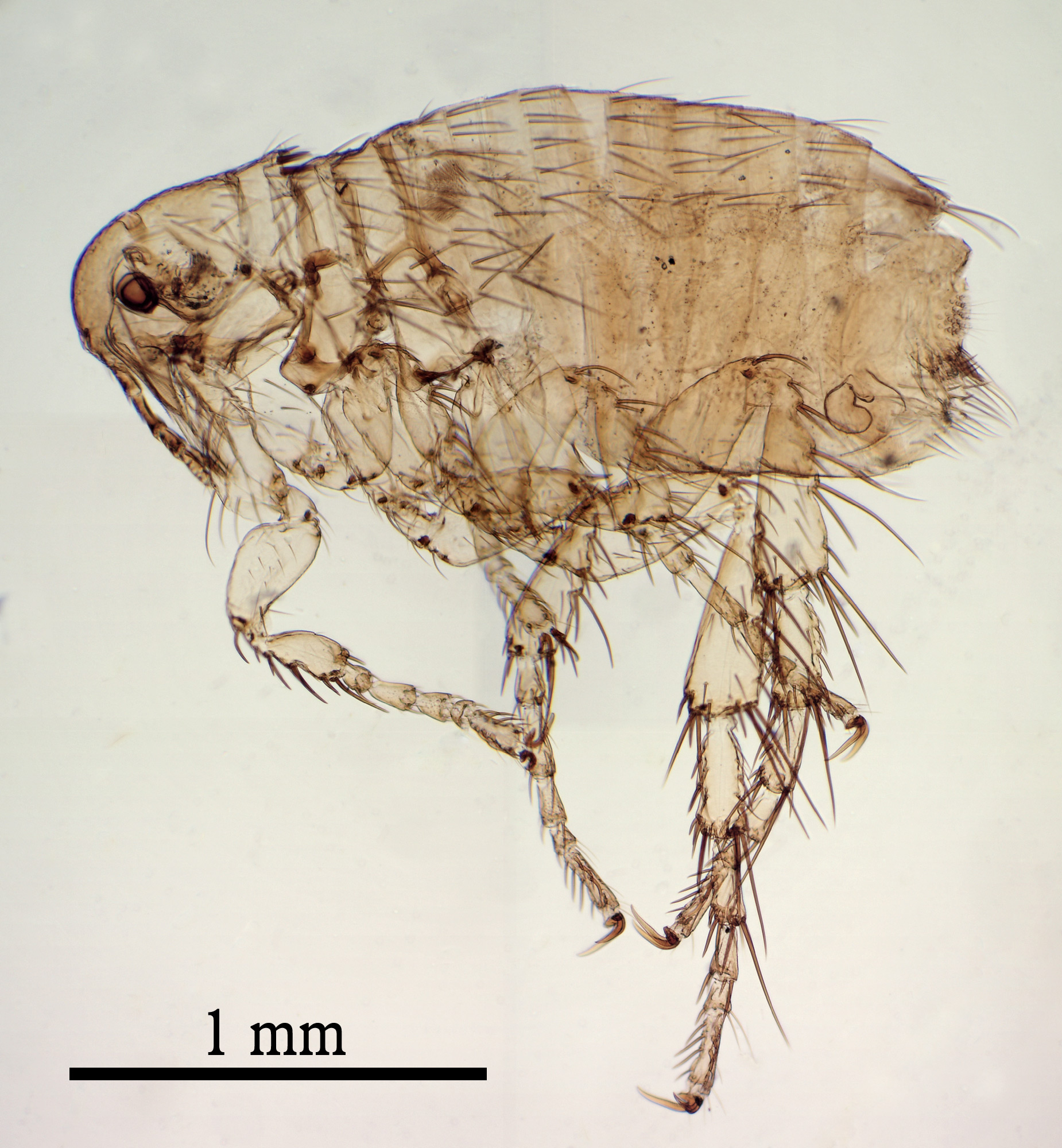 blecha psí (Ctenocephalides canis)