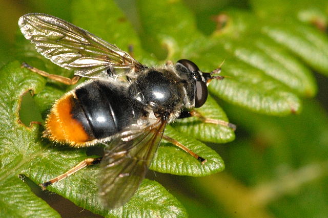 Blera fallax