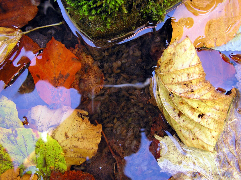 blešivec obecný (Gammarus pulex)