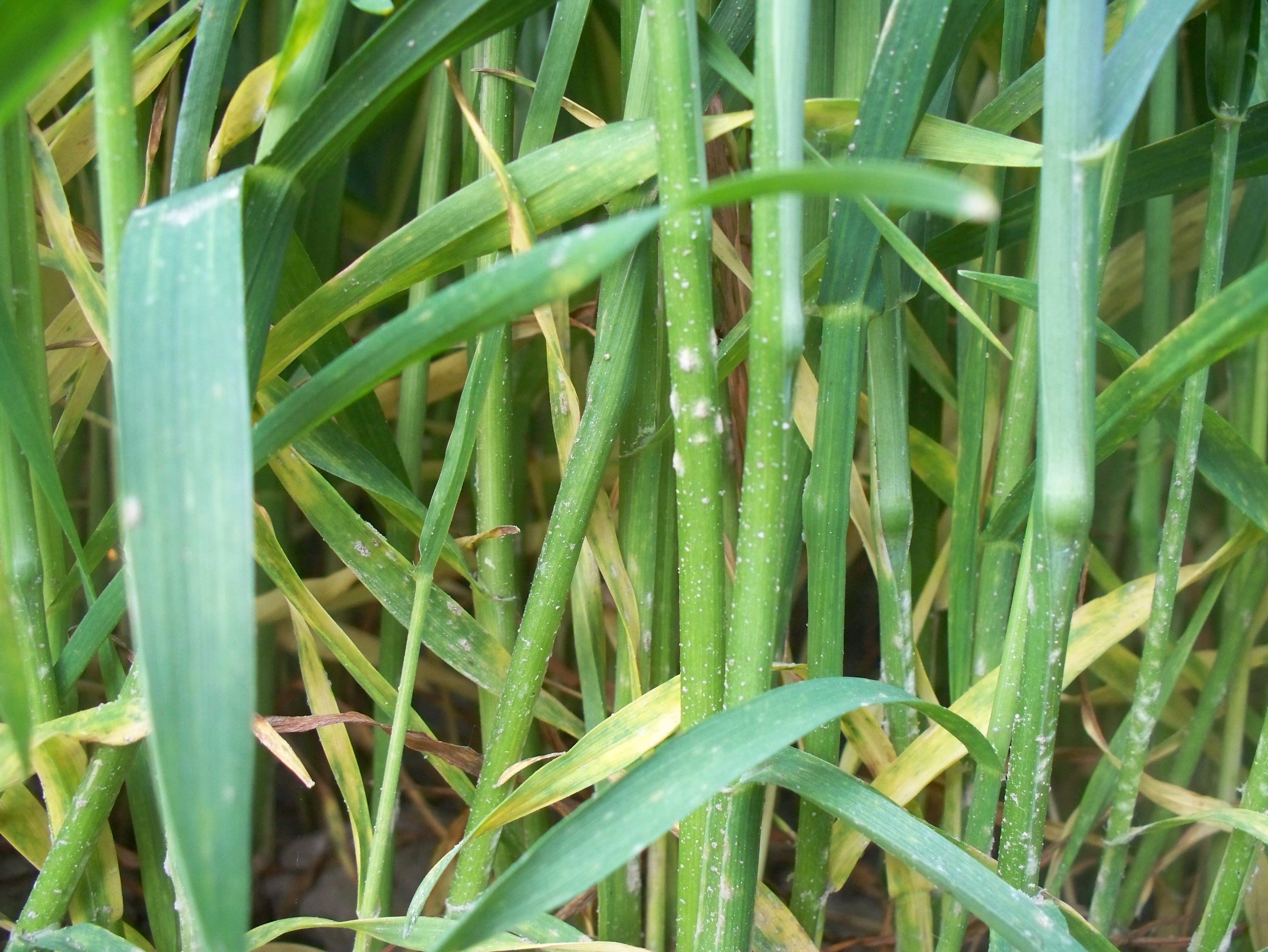 Blumeria graminis