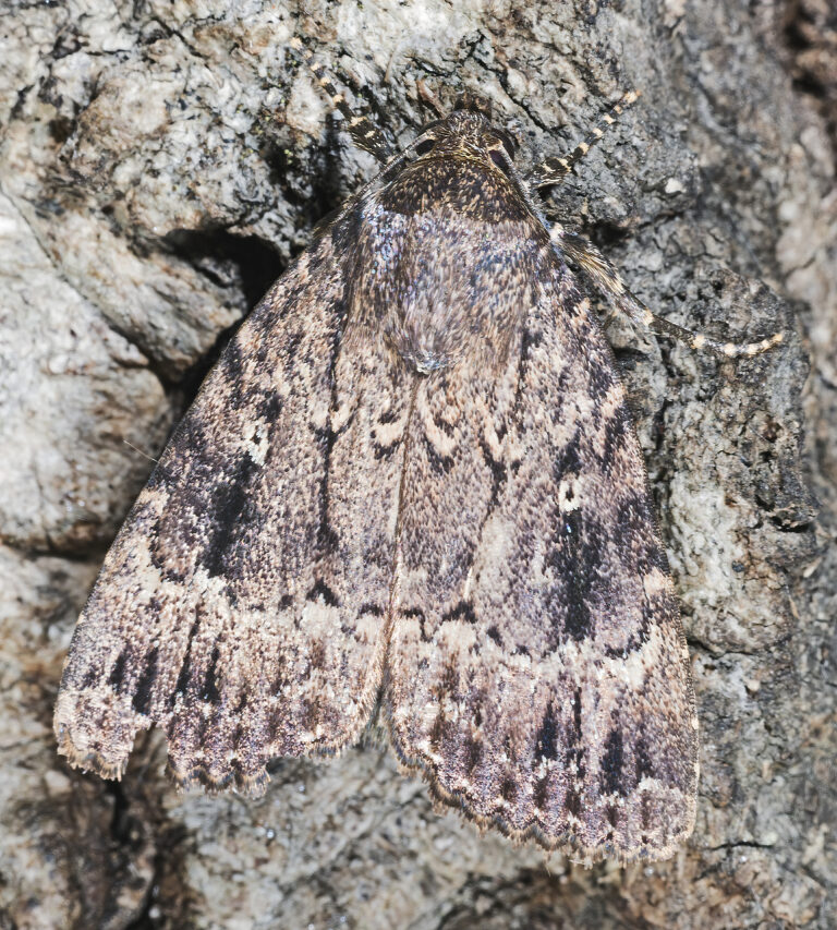 blýskavka ořešáková (Amphipyra pyramidea)