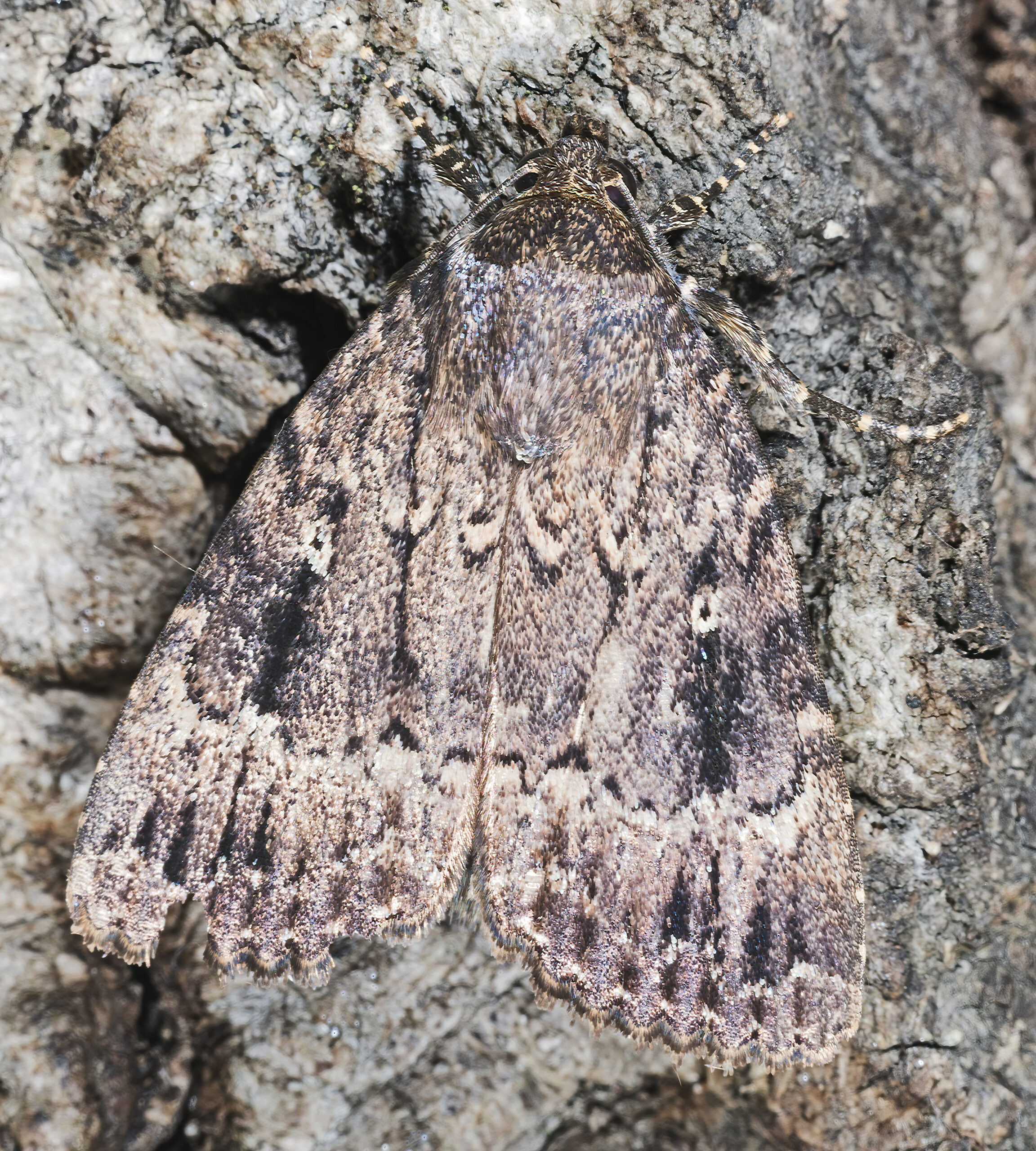 blýskavka ořešáková (Amphipyra pyramidea)
