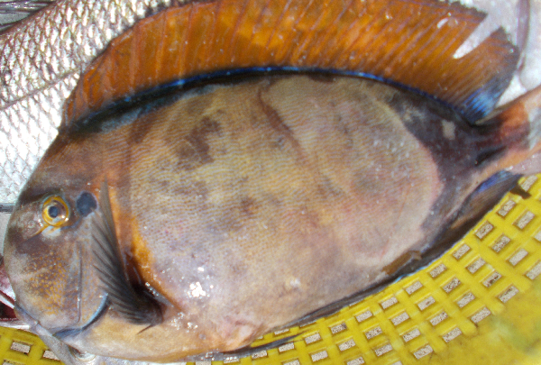 bodlok bahamský (Acanthurus bariene)