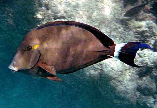 bodlok modropáskovaný (Acanthurus blochii)