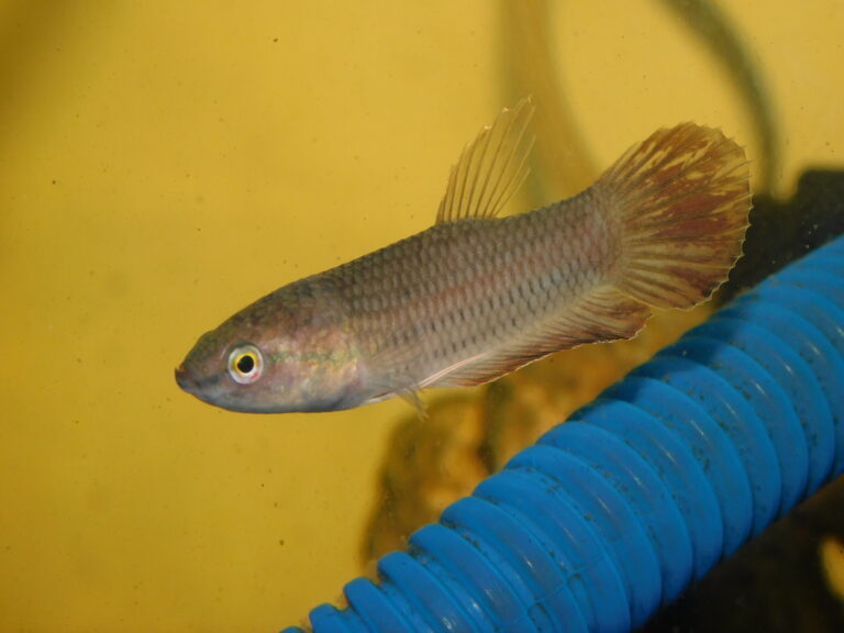 bojovnice jávská (Betta picta)