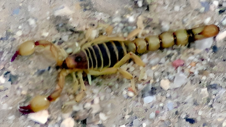 Bothriurus olaen