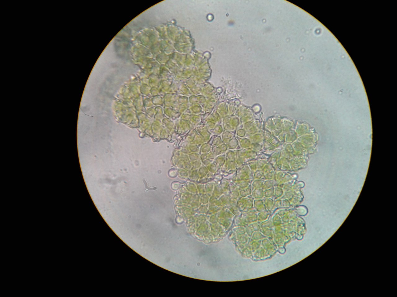 Botryococcus terribilis
