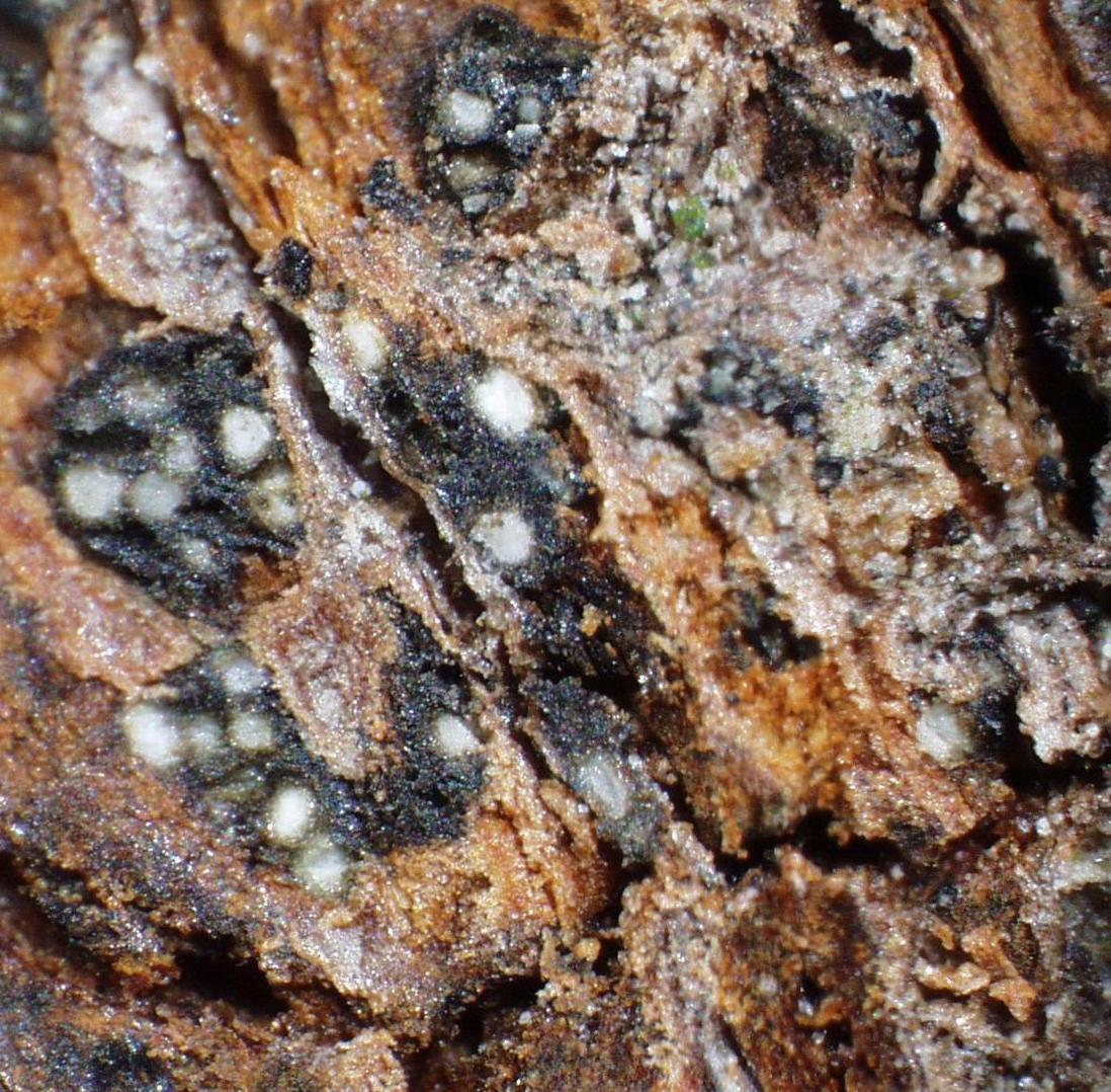 Botryosphaeria ribis