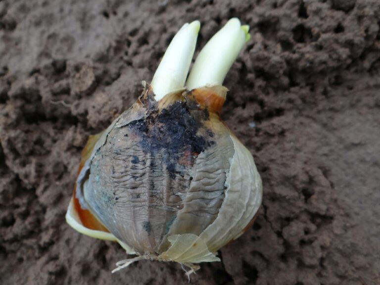Botrytis allii