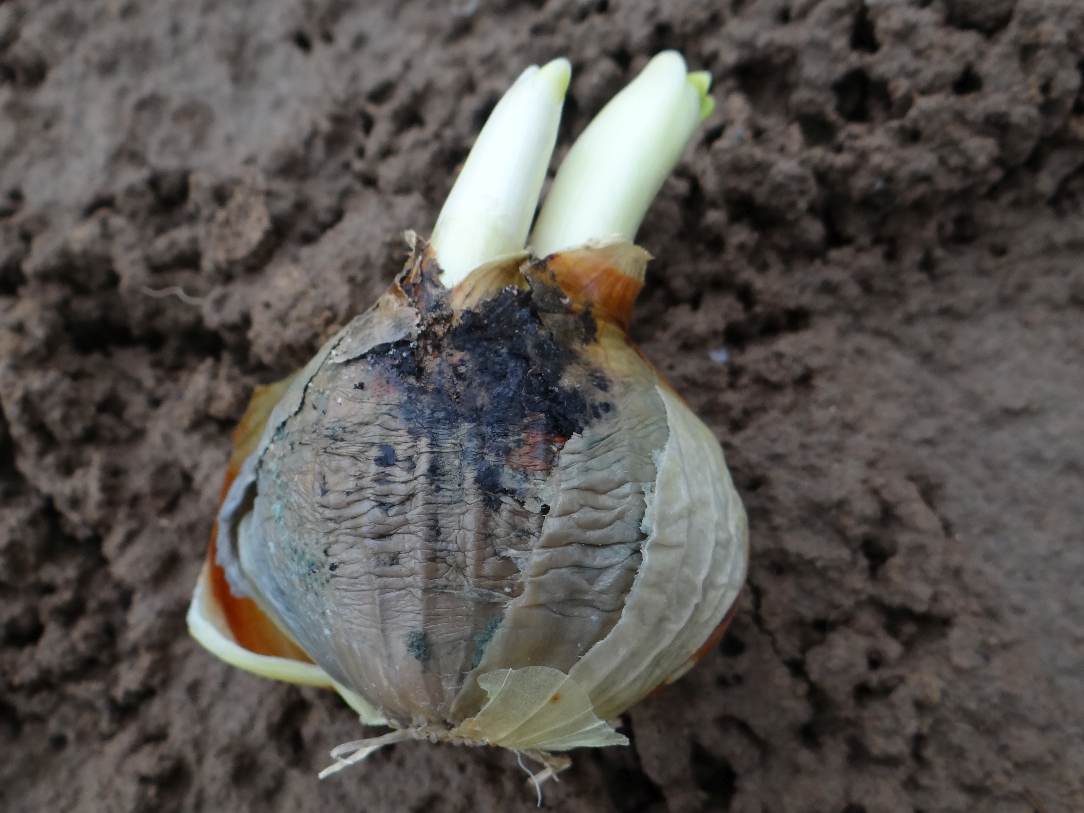 Botrytis allii