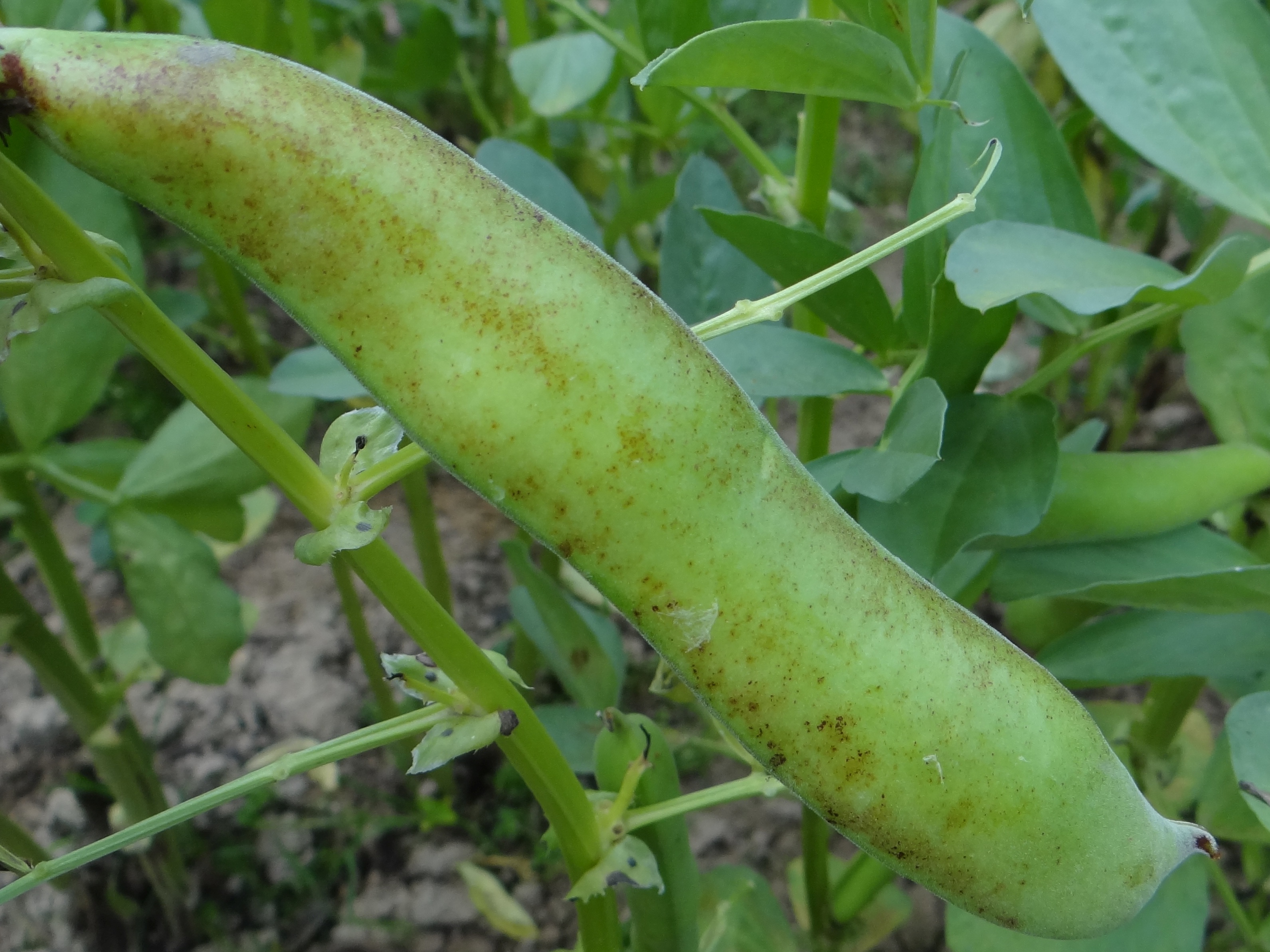 Botrytis fabae