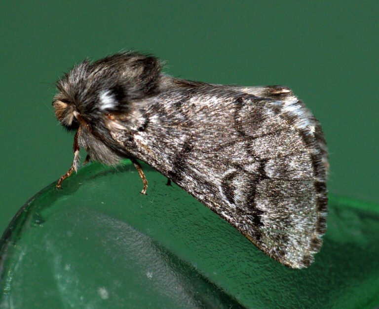 bourovčík jižní (Thaumetopoea pityocampa)