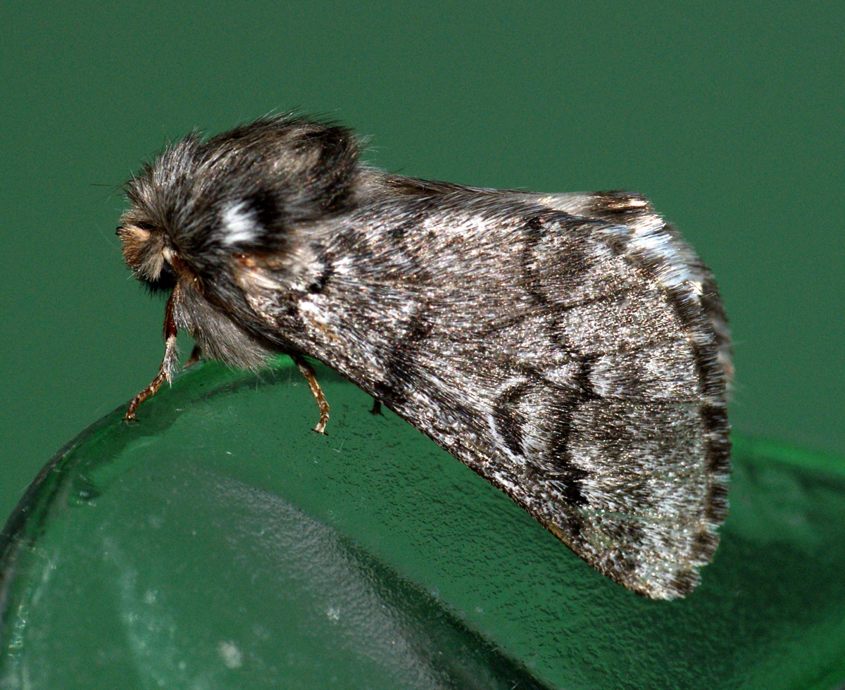 bourovčík jižní (Thaumetopoea pityocampa)
