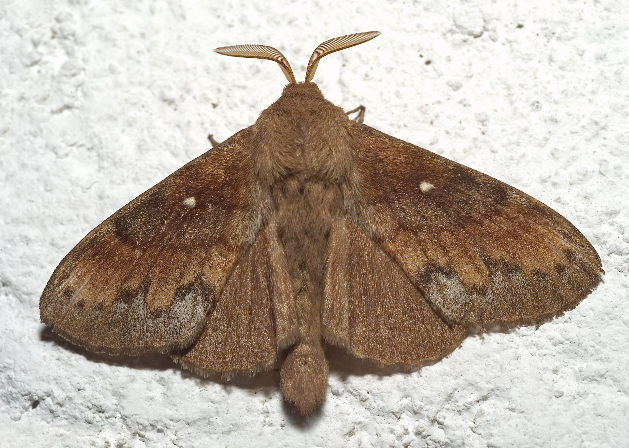 bourovec borový (Dendrolimus pini)