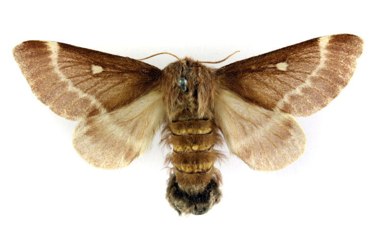 bourovec březový (Eriogaster lanestris)