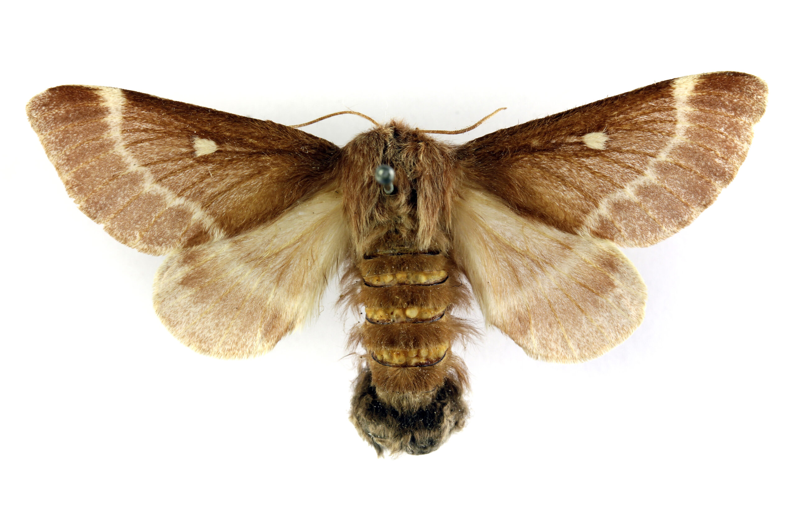 bourovec březový (Eriogaster lanestris)