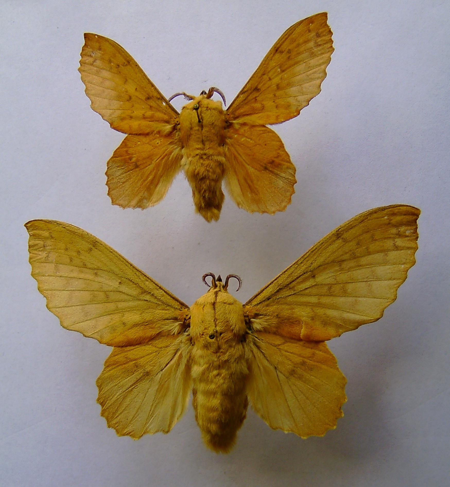 bourovec osikový (Gastropacha populifolia)