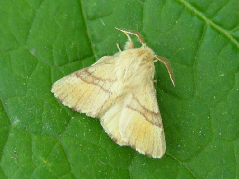bourovec prsténčivý (Malacosoma neustria)
