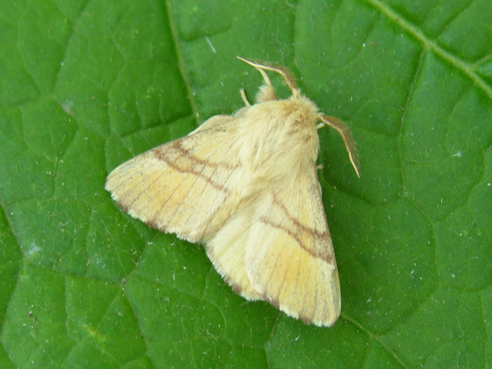 bourovec prsténčivý (Malacosoma neustria)