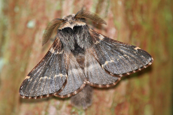 bourovec topolový (Poecilocampa populi)