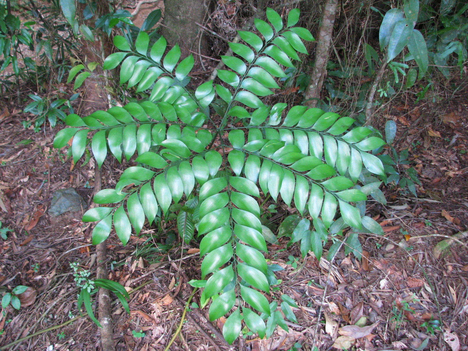 bowenie obdivuhodná (Bowenia spectabilis)
