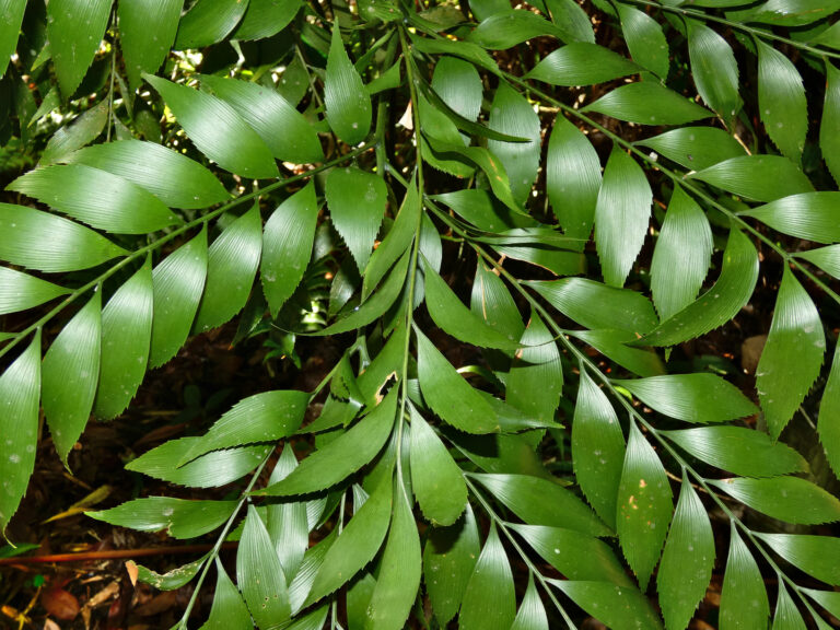 bowenie pilovitá bowenie pilovitá (Bowenia serrulata)