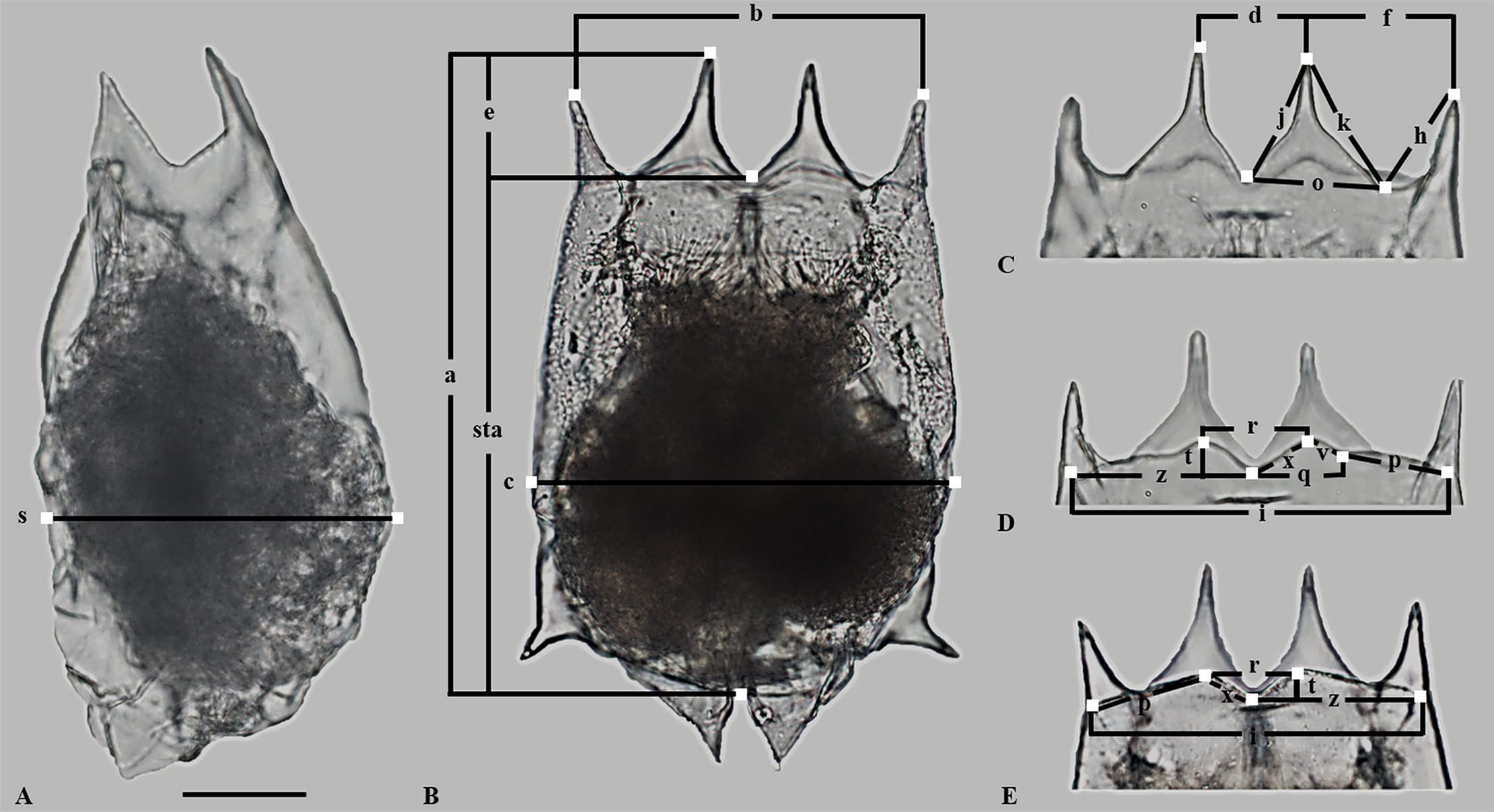 Brachionus calyciflorus