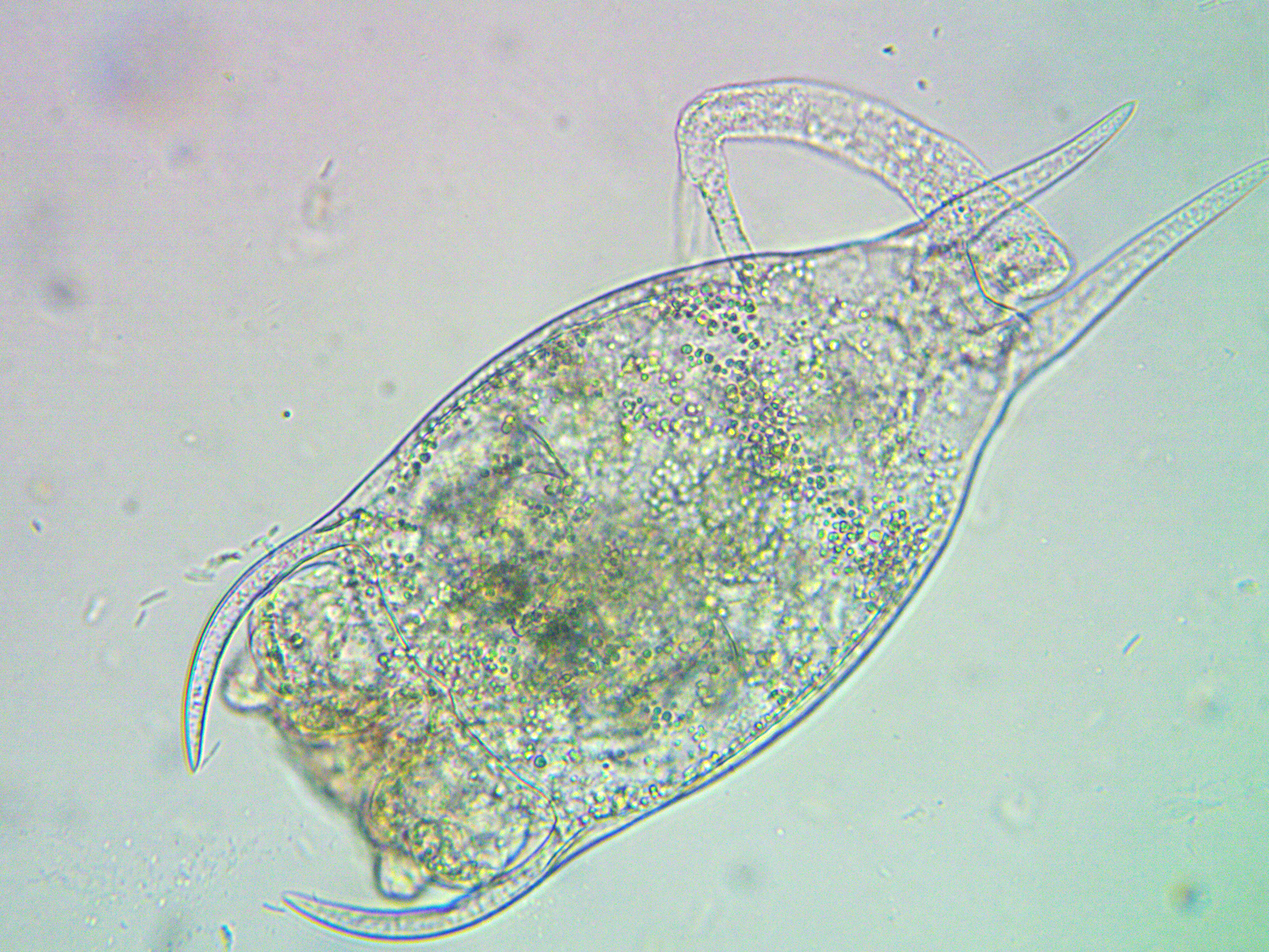 Brachionus diversicornis