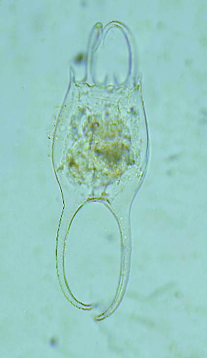 Brachionus falcatus